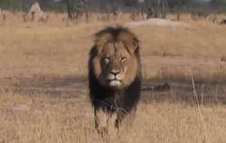 Słynny lew z Zimbabwe wykrwawiał się dwa dni. Internauci żądają kary dla myśliwego