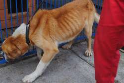 Tego wycieńczonego psa znaleziono na trasie Iława-Kisielice! Był przywiązany do słupa