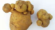 Choroby bulw ziemniaka