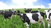 Kary za kwoty mleczne rozłożone na raty