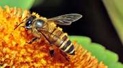 Odkryj świat pszczelich tajemnic w miejskiej grze