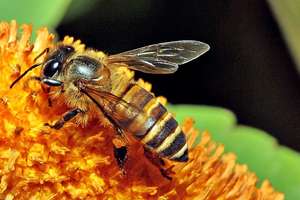 Odkryj świat pszczelich tajemnic w miejskiej grze