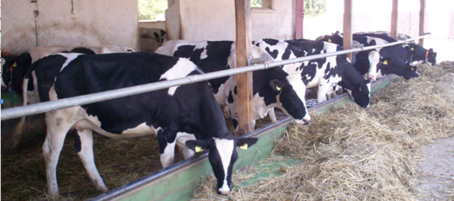 Obecnie krowy wysoko wydajne użytkowane są przeciętnie do 3 laktacji. W Wielkiej Brytanii brakowanie krów wynosi 24-30 proc., długość ich użytkowania wynosi zatem do 4 laktacji, natomiast w USA 34 proc., stąd długość użytkowania nie przekracza 3 laktacji 