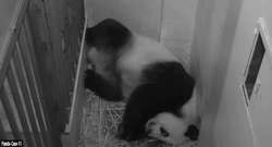 Kamery panda cams zarejestrowały poród pandy wielkiej