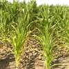 Susza w kukurydzy - co z zagrożeniem przed chorobami i szkodnikami?