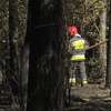 Pod Szczecinem spłonęło ponad 50 hektarów zboża i ok. 4 hektary lasu
