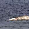 Martwy wieloryb z grupy fiszbinowców zdryfował do Zatoki Gdańskiej