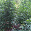 Trzecia plantacja marihuany zlikwidowana. Policjanci zatrzymali 23-latka podejrzanego o uprawę