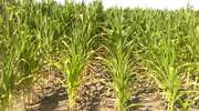 Susza w kukurydzy - co z zagrożeniem przed chorobami i szkodnikami?