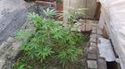 24-latek hodował marihuanę na podwórku i w domu  