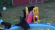 Niedźwiedzica z 5 małymi "wpadła na basen"