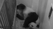 Kamery "panda cams" zarejestrowały poród pandy wielkiej