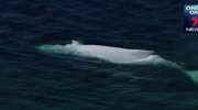 Wieloryb albinos u wybrzeży Australii. Na świecie są tylko cztery takie okazy