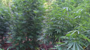 Trzecia plantacja marihuany zlikwidowana. Policjanci zatrzymali 23-latka podejrzanego o uprawę