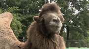 Zoo straciło już czwartego wielbłąda