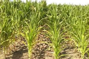 Będzie szacowanie szkód w uprawach kukurydzy i użytkach zielonych