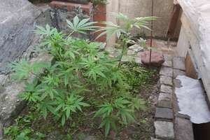 24-latek hodował marihuanę na podwórku i w domu  