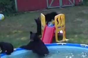 Niedźwiedzica z 5 małymi "wpadła na basen"