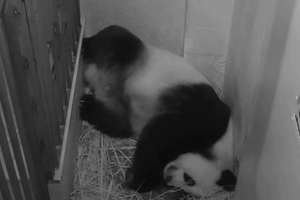 Kamery "panda cams" zarejestrowały poród pandy wielkiej