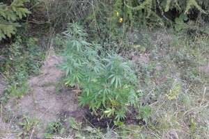 Kolejne dwie plantacje marihuany w powiecie olsztyńskim