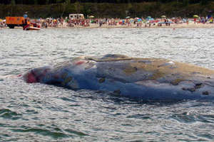 Martwy wieloryb przy plaży w Stegnie. Odholowany do portu wojennego w Helu