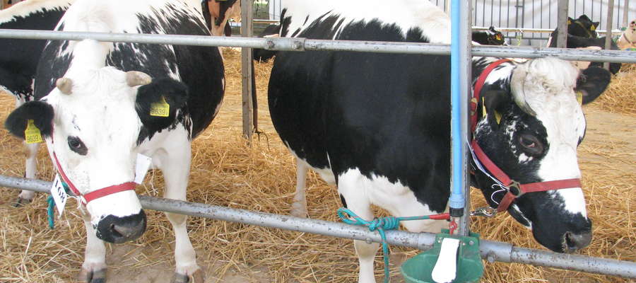 Rolnicy, którzy przekroczyli kwoty mleczne, kary mogą rozłożyć na nieoprocentowane raty.