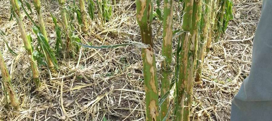 Jak podaje Mazowiecki Ośrodek Doradztwa Rolniczego — „brak deszczu i temperatura powyżej średniej spowodowały, że w województwie mazowieckim ponad połowę gmin dotknęła susza rolnicza”