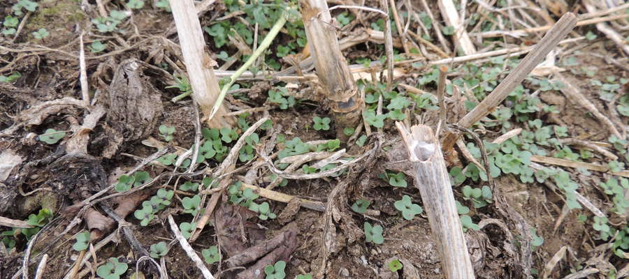 Osypane nasiona często kiełkują jeszcze przed zbiorem roślin