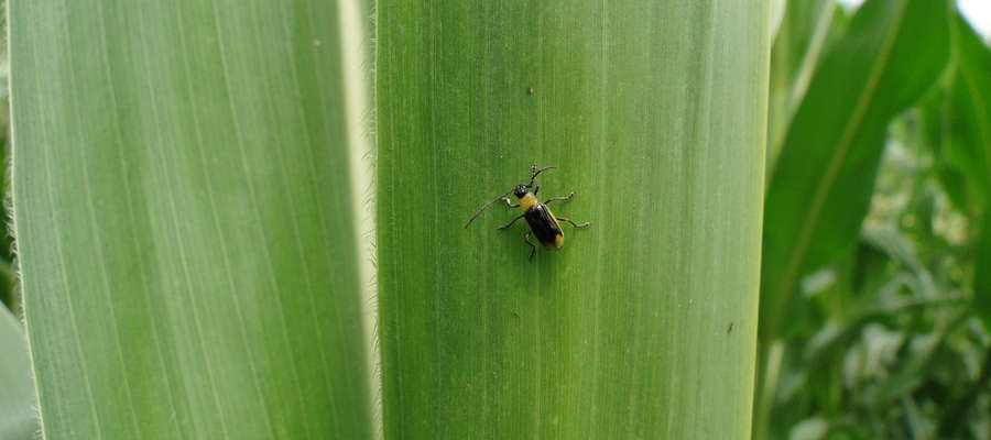 Stonka kukurydziana — chrząszcz 