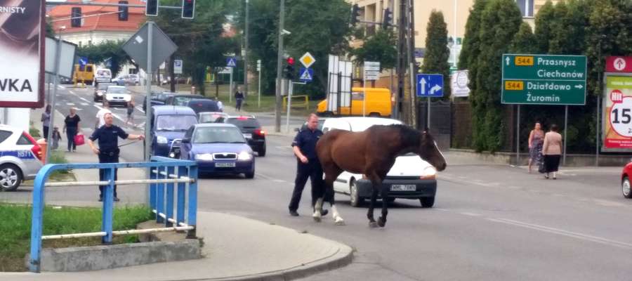 Policjanci próbowali zatrzymać konia przy dworcu