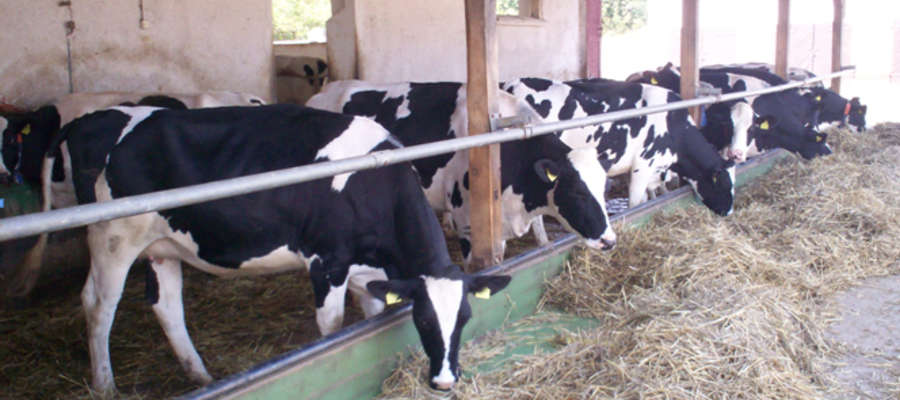 Krów ze stanem podklinicznym mastitis nie należy lekceważyć, bowiem są one nosicielami drobnoustrojów chorobotwórczych, a te szybko przenoszą się na zdrowe zwierzęta 