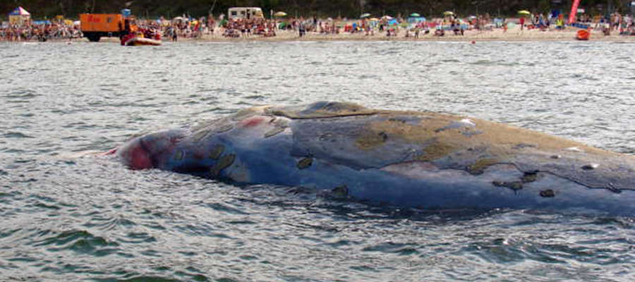 Wieloryb mierzył około 13-16 metrów