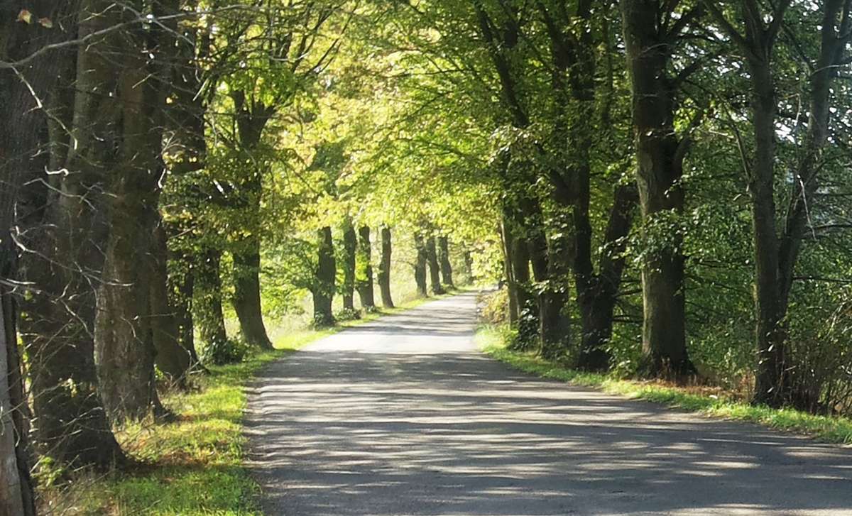 Aleja drzew przy drodze Dywity - Brąswałd