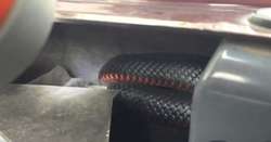 Jadowity wąż pod maską samochodu przeraził kobietę