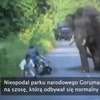 Słoń zaatakował motocyklistów