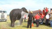 Do ochłodzenia 3 słoni zużyto około 1892 litrów wody. Użyto do tego wozu strażackiego