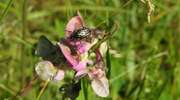 Sensacyjne odkrycie botaniczne w Nadleśnictwie Strzałowo