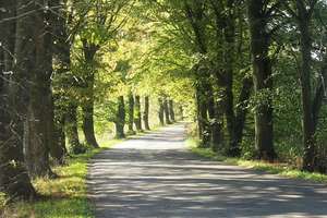 Raport KRBRD: drzewa przy drogach potęgują skutki wypadków na Warmii i Mazurach 