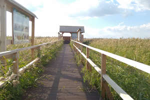 Prawdziwy raj dla miłośników ptaków. Czatownia na Zatoce Elbląskiej