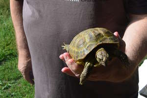 Znalazł greckiego żółwia w środku lasu