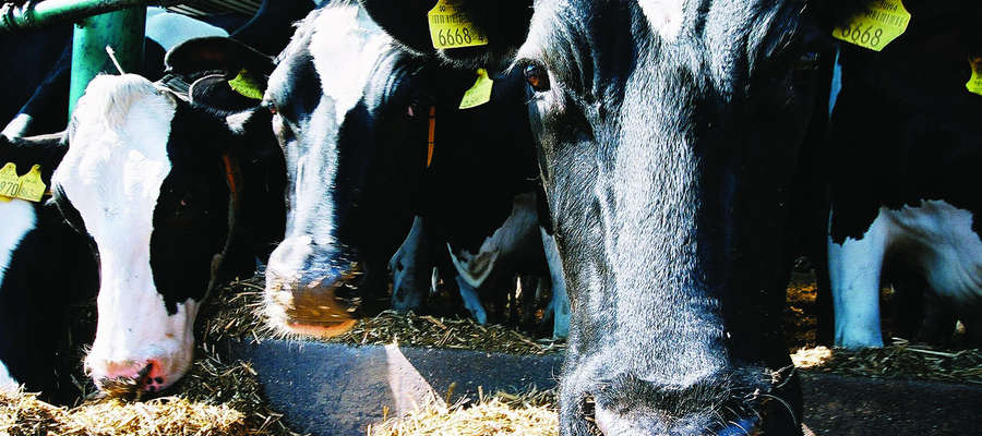 W wyniku suszy właściciele bydła mlecznego borykają się z problemem niedoboru bazy paszowej. 