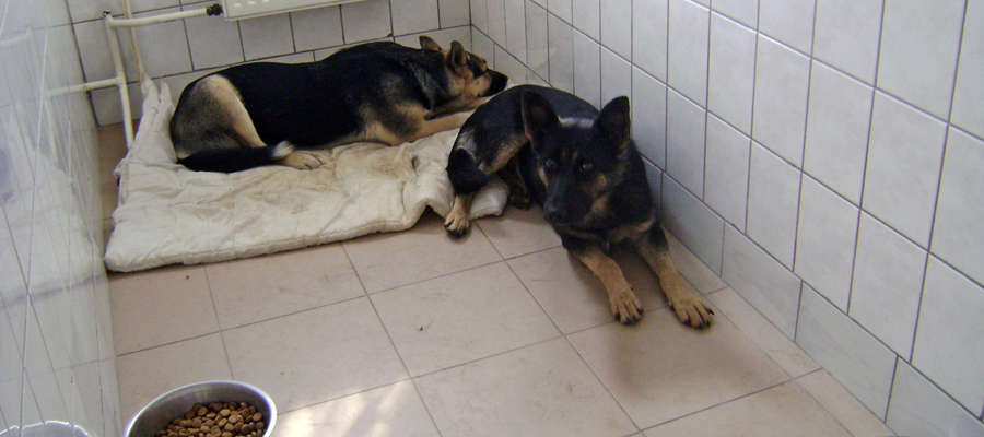 Bezpańskie psy to kłopot nie tylko mieszkańców Rubna.  Dwa dorosłe psy, odnalezione przy ul. Okrężnej, trafiły do schroniska