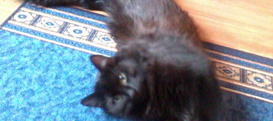 Zaginiony kot ma ciemnobrązową (prawie czarną) długą sierść