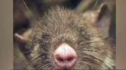 Naukowcy odkryli gatunek szczura ze świńskim nosem