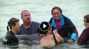 Wczasowicze znaleźli na plaży delfina. Zwierzę musiało zostać uśpione