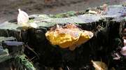 Mazurscy leśnicy przeszczepili grzybnię cennego grzyba