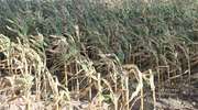 Rolnicy z gminy Lubawa nie dostaną odszkodowań za suszę