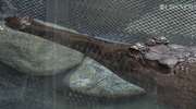 Czy uda się rozmnożyć zagrożone wyginięciem krokodyle gawialowe?