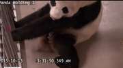 Kamery monitoringu zarejestrowały narodziny pandy