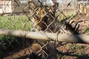 Konkurs na imię tygryska z zoo w San Diego został rozstrzygnięty